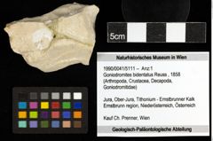 Foto (Objekt + Etiketten) von Goniodromites bidentatus (Reuss, 1858) 